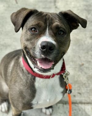 Hi My name is Aqua and I am available for adoption I was brought in by my previous owner on