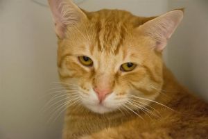 KOI Domestic Short Hair Cat