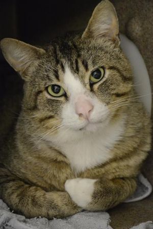 Hi My name is Clipboard and I am available for adoption I am a sensitive guy who needs his space