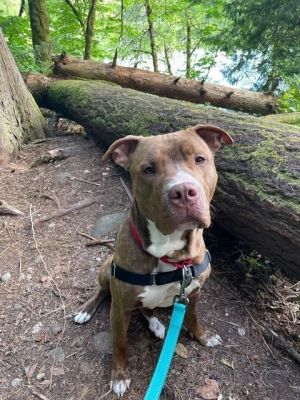 CHAMP Pit Bull Terrier Dog