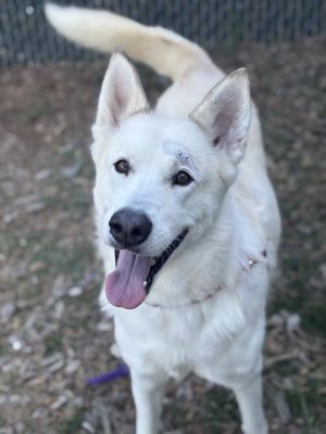 CRYSTAL German Shepherd Dog Dog
