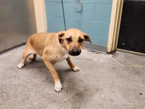 Hi My name is Nita and I am available for adoption I was brought in by an Animal Control Officer