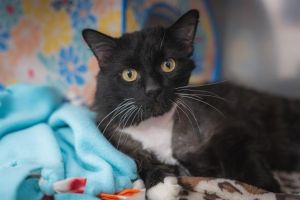 ORCA Domestic Long Hair Cat