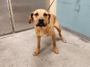 Hi My name is Buenos and I am available for adoption I was brought in by an Animal Control Officer