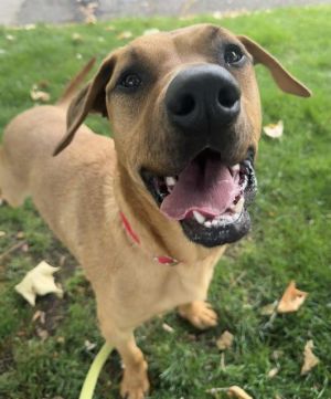 Hi My name is Buenos and I am available for adoption I was brought in by an Animal Control Officer