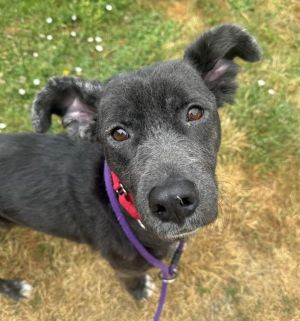 Hi My name is Clementine and I am available for adoption I was brought to RASKC on May 24 2025