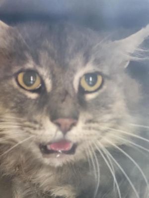 Hi My name is Atticus and I am a Working Cat I am seeking a home where I can put