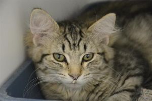 Hi My name is Iris and I am available for adoption I am a sweet kitten who may need extra