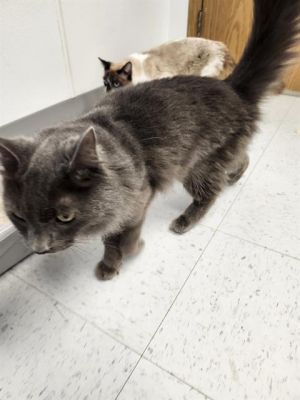 Hi My name is Sonnet and I am available for adoption I am a regal and magestic boy looking for