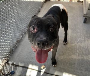 Hi My name is Brent and I am available for adoption I was brought in by an Animal Control Officer