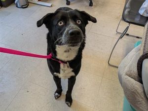 Hi My name is Grasshopper and I am available for adoption I was brought to RASKC on June 5 2025