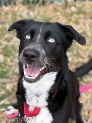 Hi My name is Grasshopper and I am available for adoption I was brought to RASKC on June 5 2025