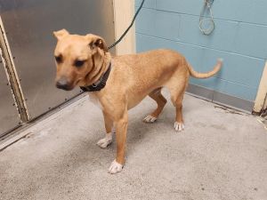 Hi My name is Tres and I am available for adoption I was brought in by an Animal Control Officer