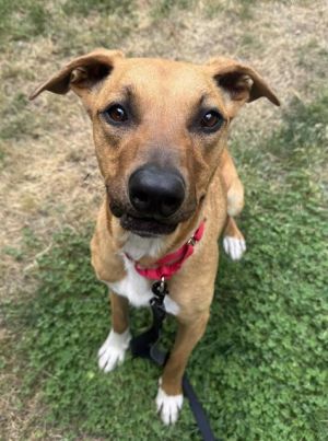 Hi My name is Tres and I am available for adoption I was brought in by an Animal Control Officer
