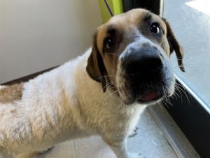 Hi there My name is Opal I was surrendered to RASKC by my previous owner when they could no longer