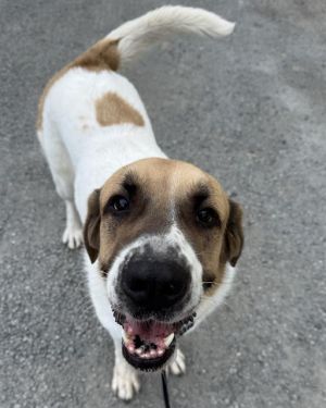 Hi there My name is Opal I was surrendered to RASKC by my previous owner when they could no longer