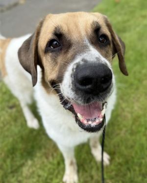 Hi there My name is Opal I was surrendered to RASKC by my previous owner when they could no longer