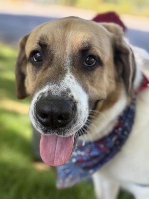 Hi there My name is Opal I was surrendered to RASKC by my previous owner when they could no longer