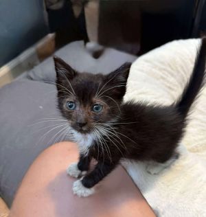 Stigma (Available for pre-adoption), Young Male Domestic Short Hair