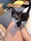 Stigma (Available for pre-adoption) photo 2