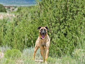 ATLAS, Young Male Mixed Breed
