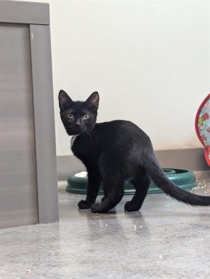 CUATRO, Baby Female Domestic Short Hair