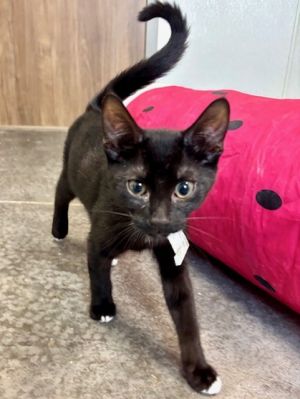 HONDA, Baby Male Domestic Short Hair