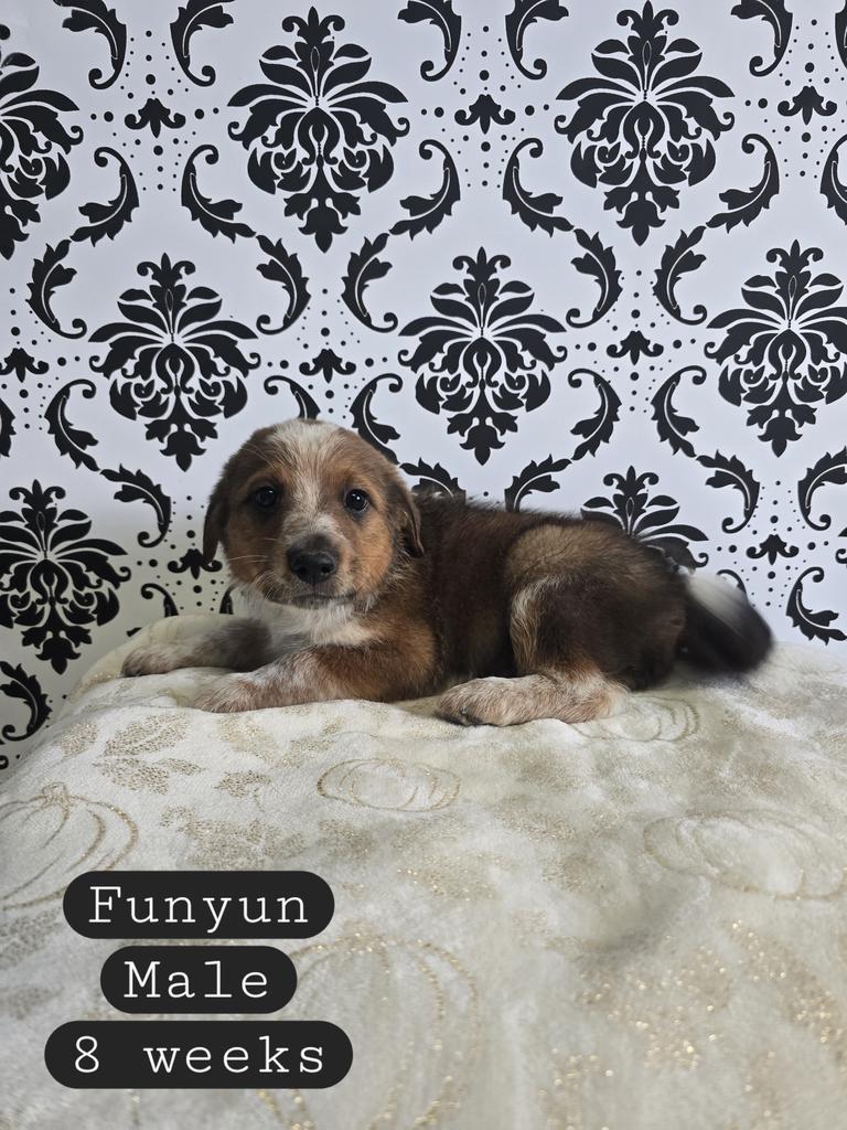 Funyun