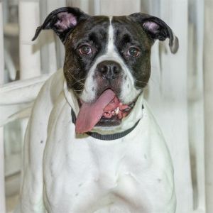 SWEET PEA, Adult Female Boxer