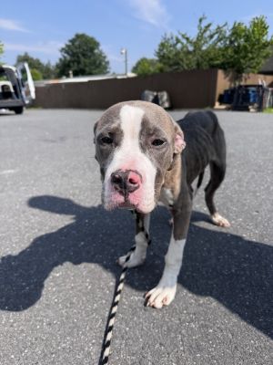 Saint, Baby Male Pit Bull Terrier
