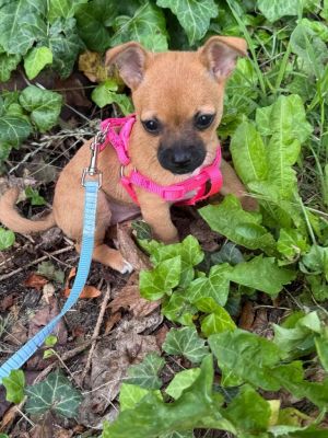 Charley, Baby Female Chihuahua
