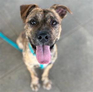 SOOS, Young Male American Staffordshire Terrier