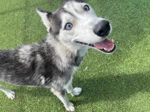 SHEILA, Adult Female Siberian Husky
