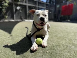 AMANDA 5 Pit Bull Terrier Dog