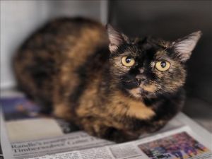 MOO MOO Domestic Short Hair Cat
