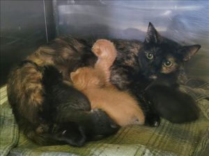 FIFI Domestic Short Hair Cat