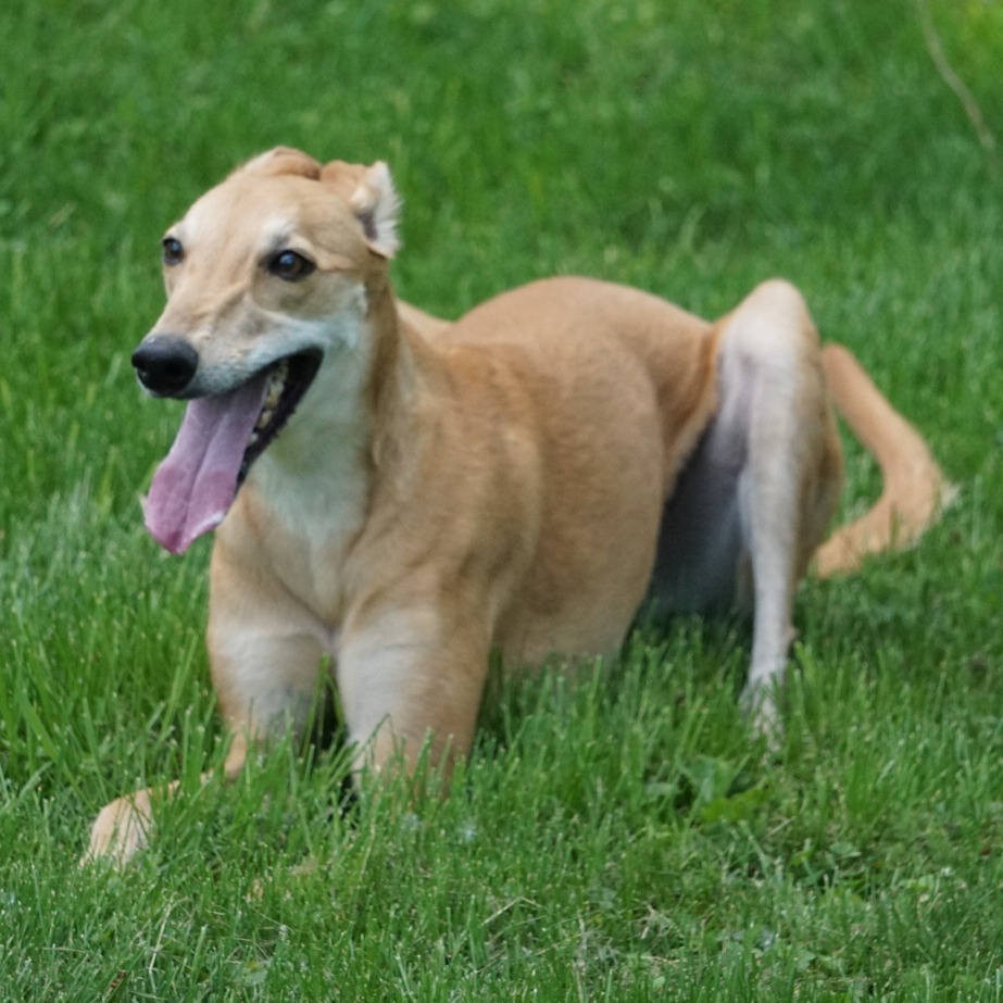 Izzy, an adoptable Greyhound in Zimmerman, MN, 55398 | Photo Image 1