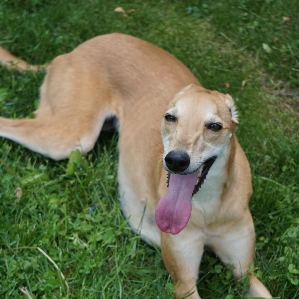 Izzy, an adoptable Greyhound in Zimmerman, MN, 55398 | Photo Image 2