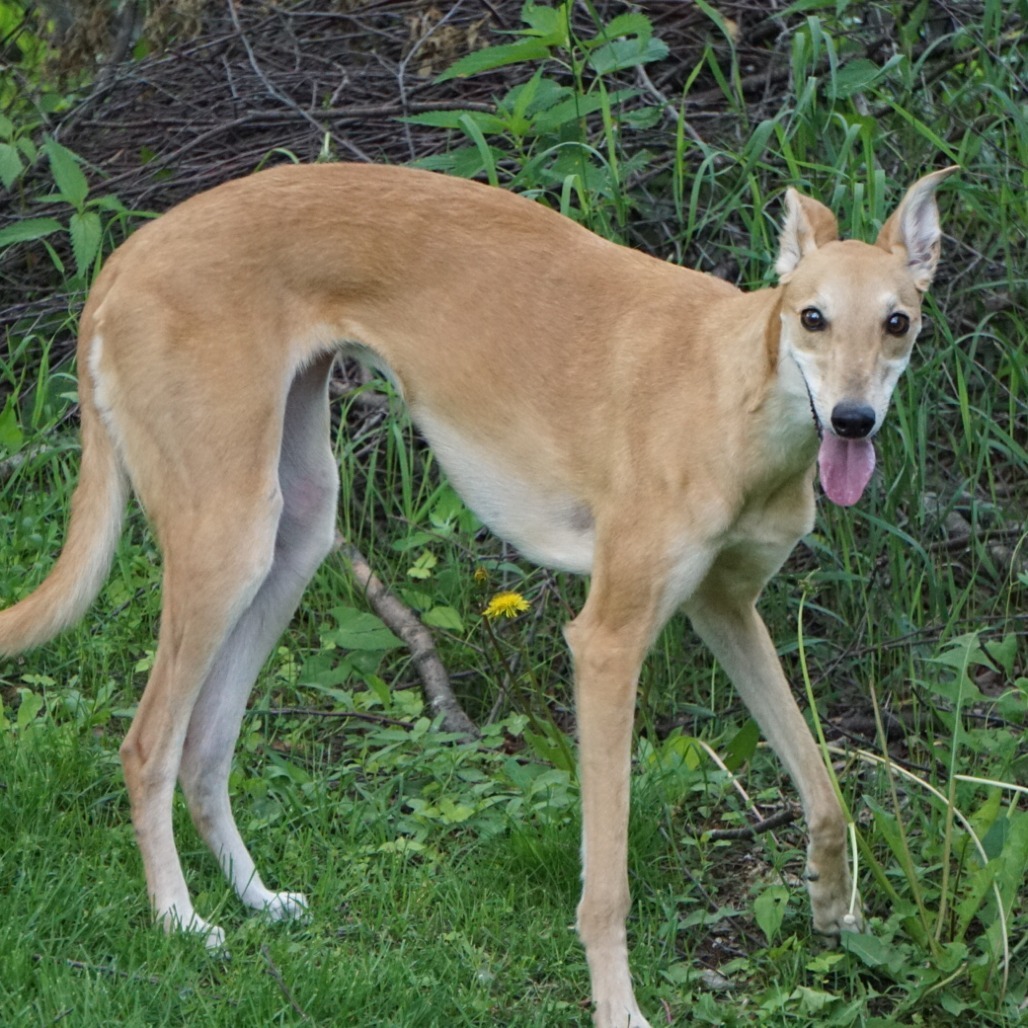 Izzy, an adoptable Greyhound in Zimmerman, MN, 55398 | Photo Image 3