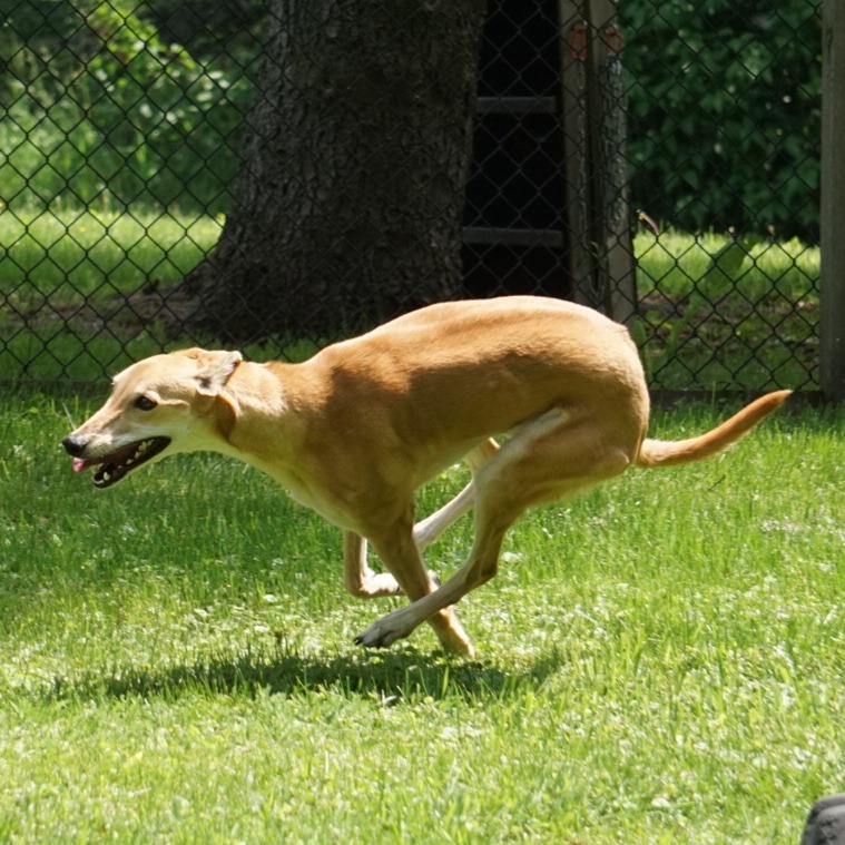 Izzy, an adoptable Greyhound in Zimmerman, MN, 55398 | Photo Image 4
