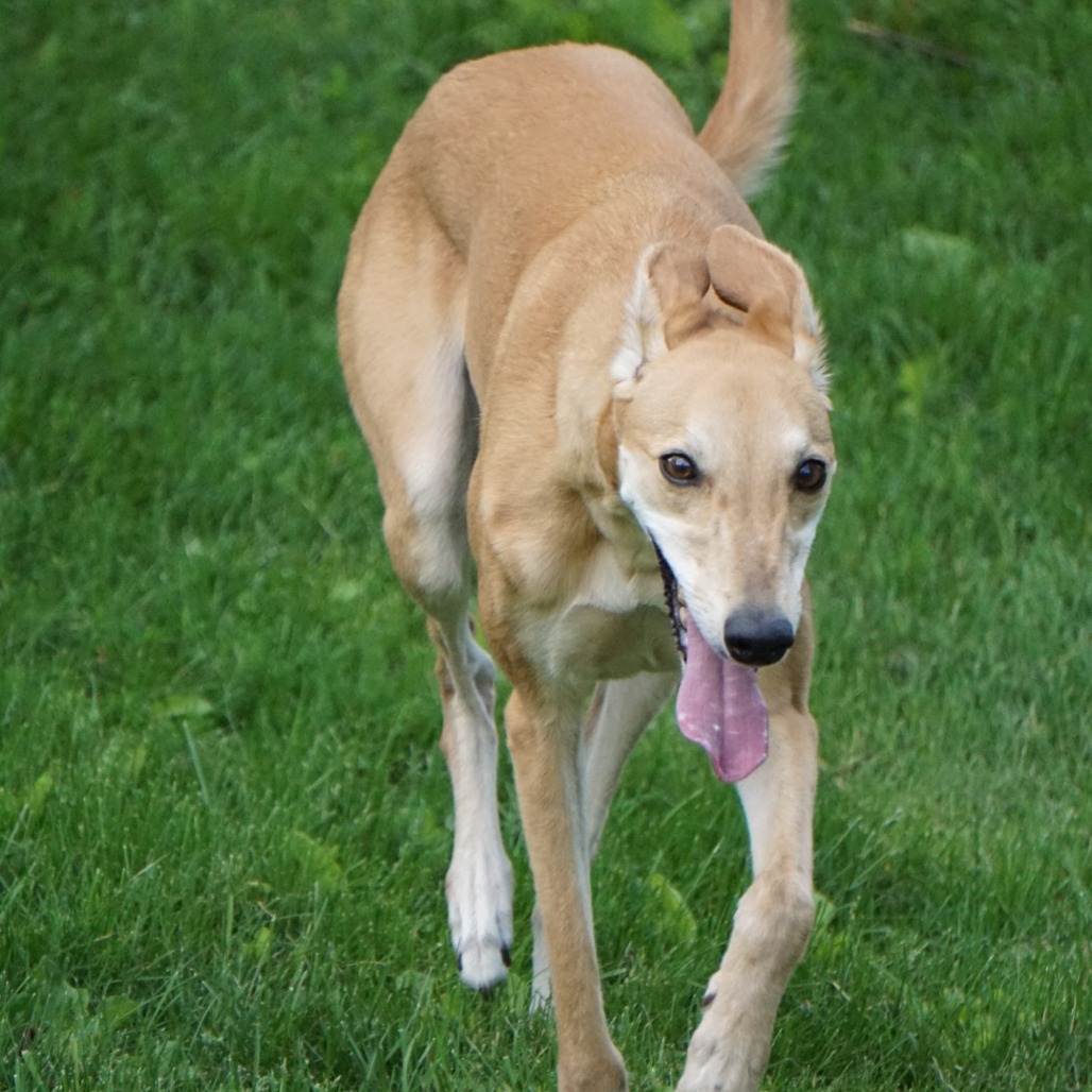 Izzy, an adoptable Greyhound in Zimmerman, MN, 55398 | Photo Image 5