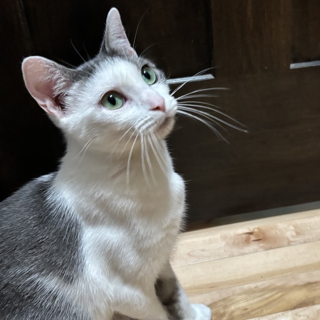 Kiwi, an adoptable Domestic Short Hair in Zimmerman, MN, 55398 | Photo Image 1