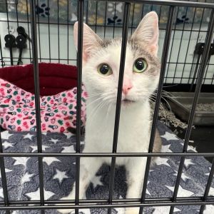 Kiwi, Young Female Domestic Short Hair