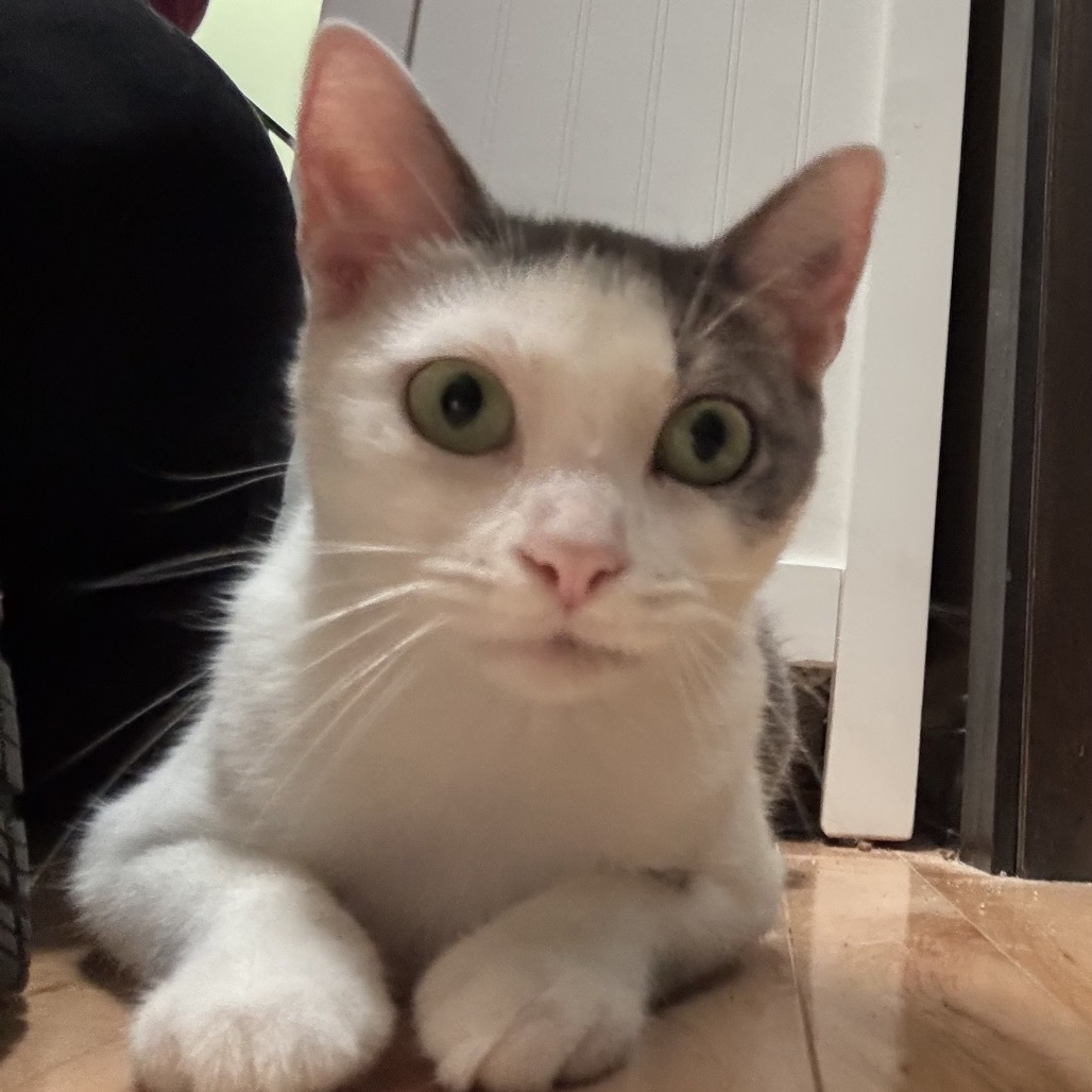 Kiwi, an adoptable Domestic Short Hair in Zimmerman, MN, 55398 | Photo Image 3