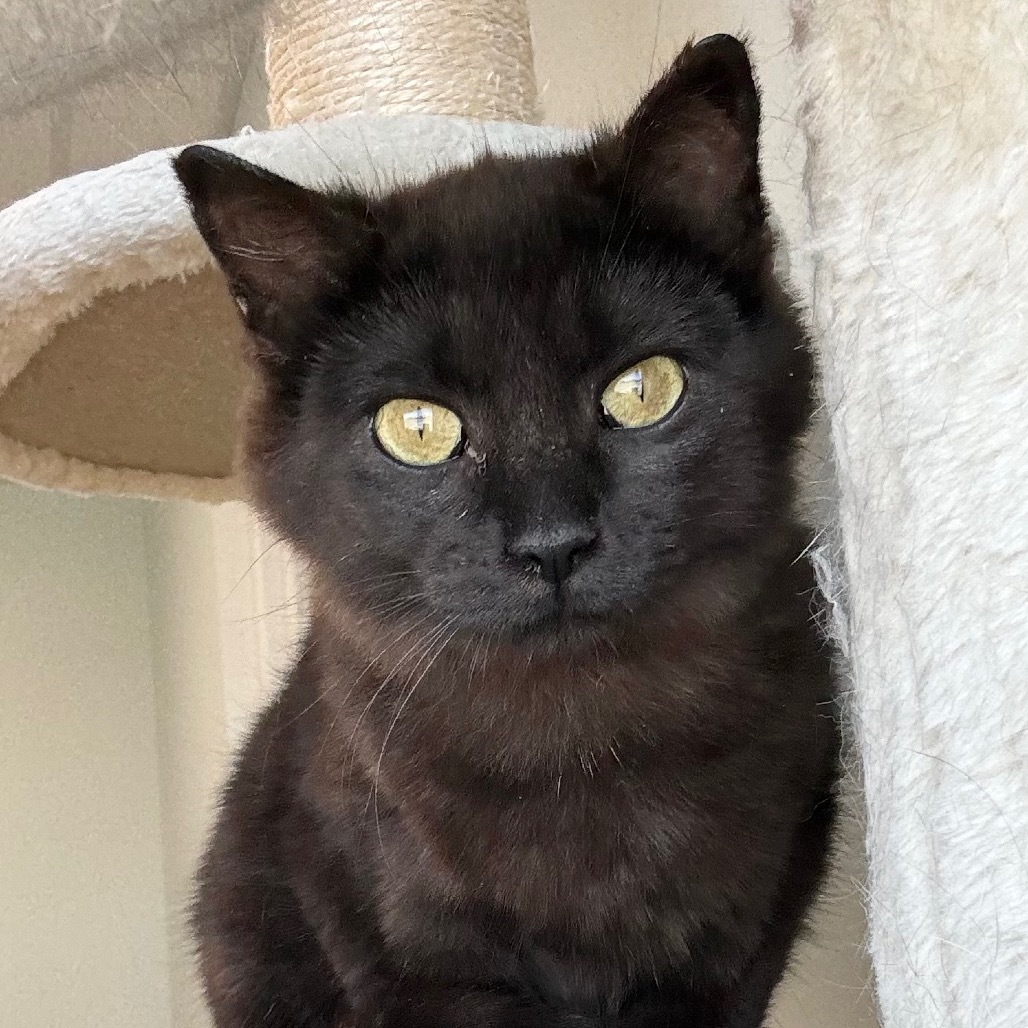 Pixie, an adoptable Domestic Short Hair in Zimmerman, MN, 55398 | Photo Image 1