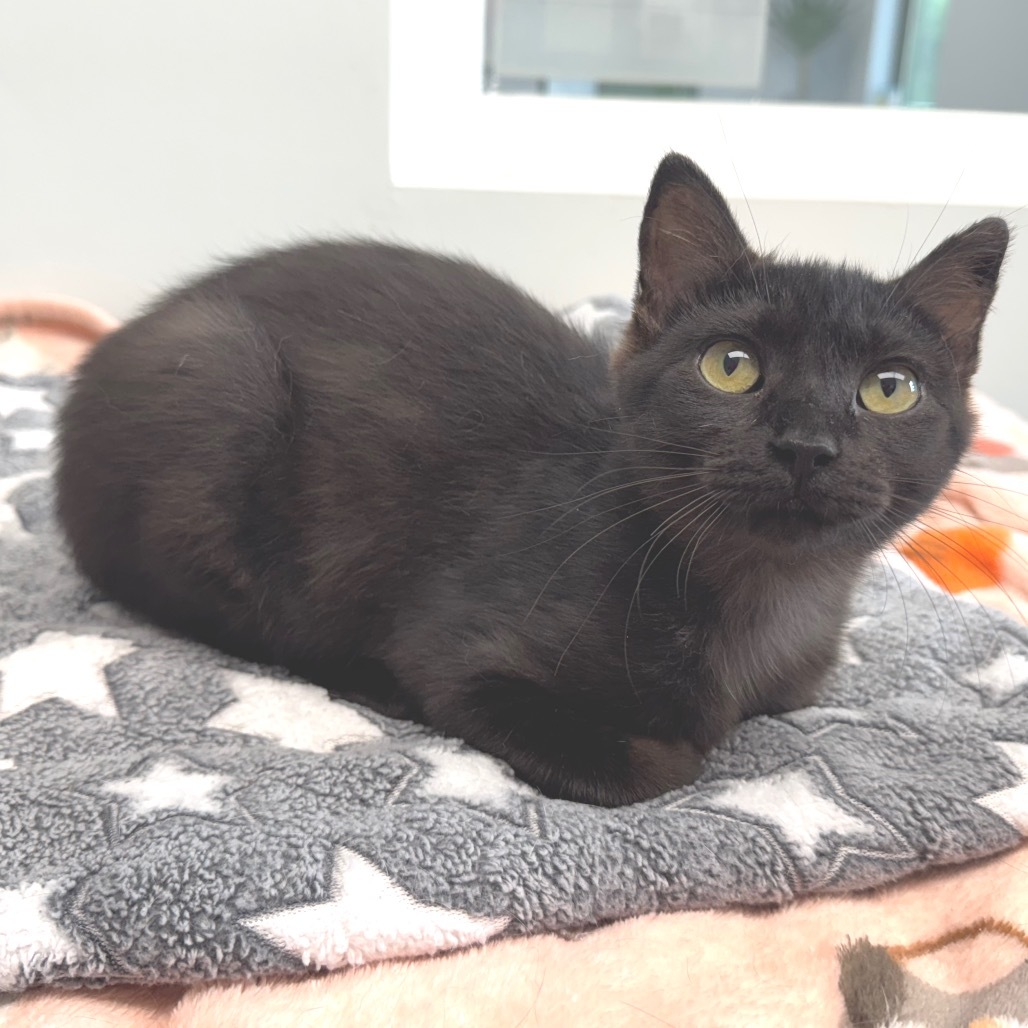 Pixie, an adoptable Domestic Short Hair in Zimmerman, MN, 55398 | Photo Image 2