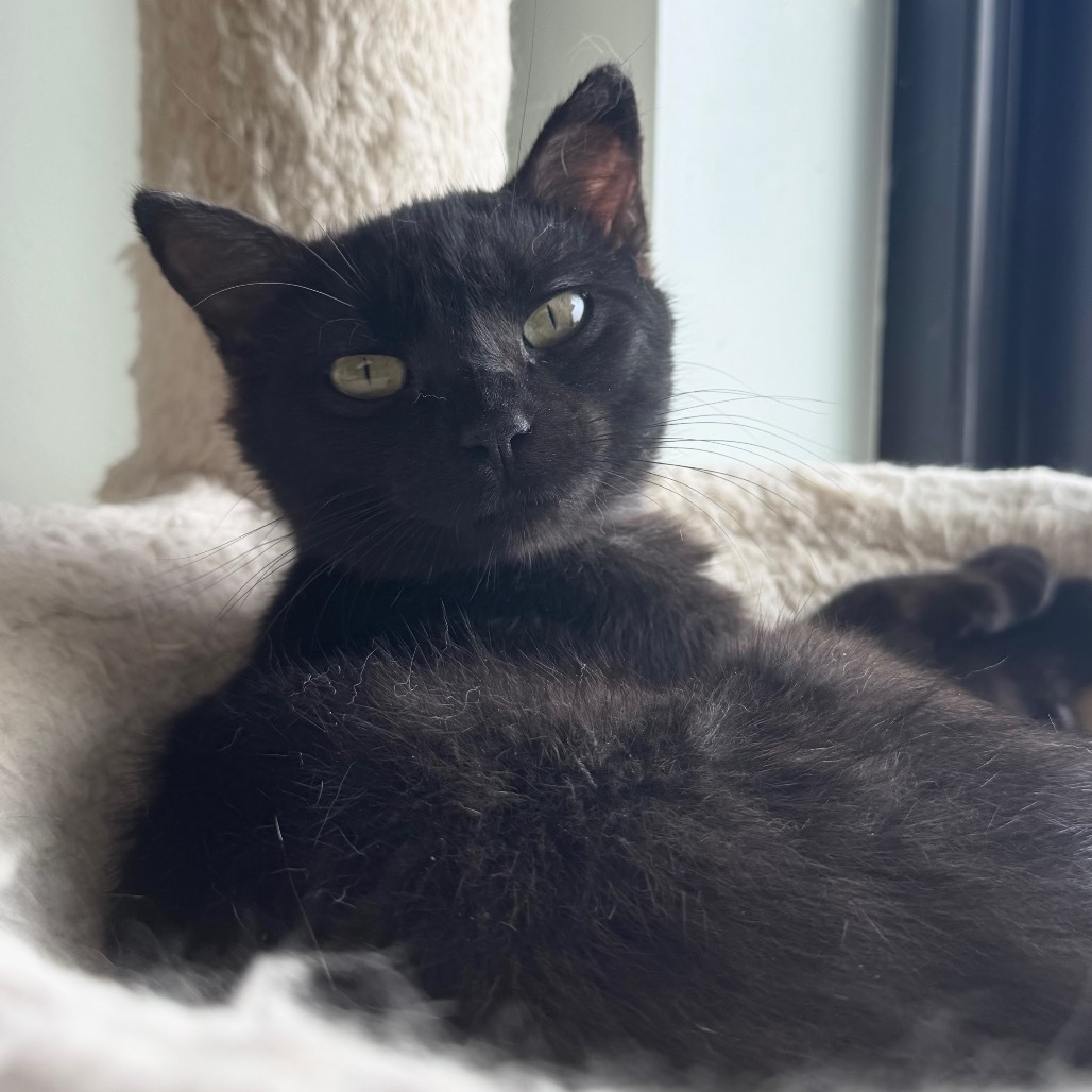 Pixie, an adoptable Domestic Short Hair in Zimmerman, MN, 55398 | Photo Image 3