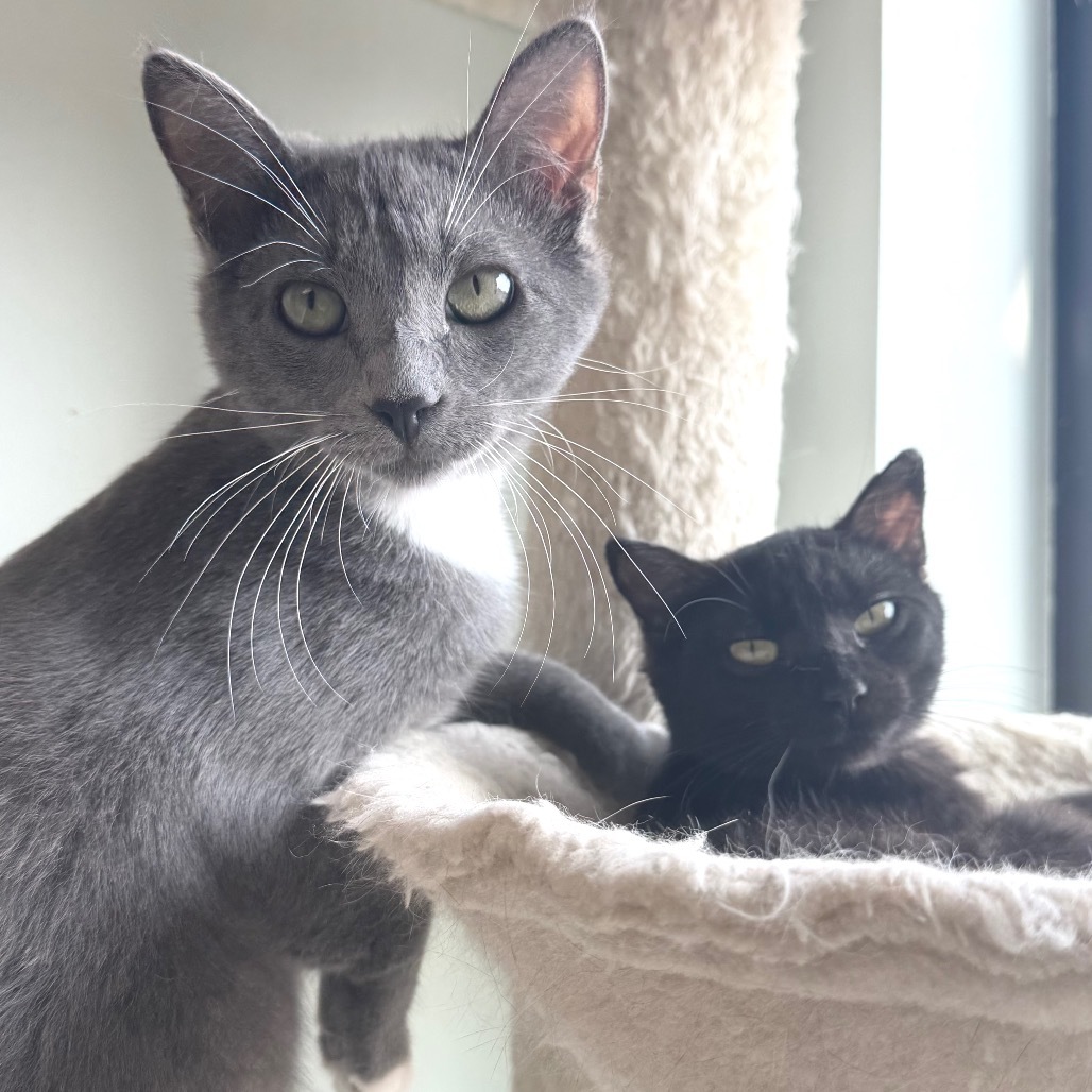 Pixie, an adoptable Domestic Short Hair in Zimmerman, MN, 55398 | Photo Image 4