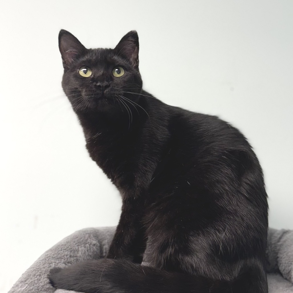Pixie, an adoptable Domestic Short Hair in Zimmerman, MN, 55398 | Photo Image 5