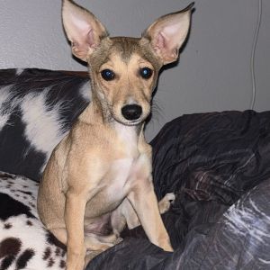 Rocky, Young Male Dachshund